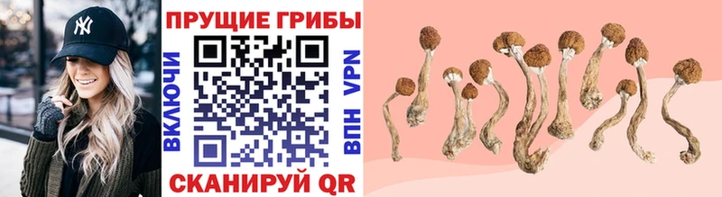 дарк нет Telegram  Навашино  Псилоцибиновые грибы Psilocybe 